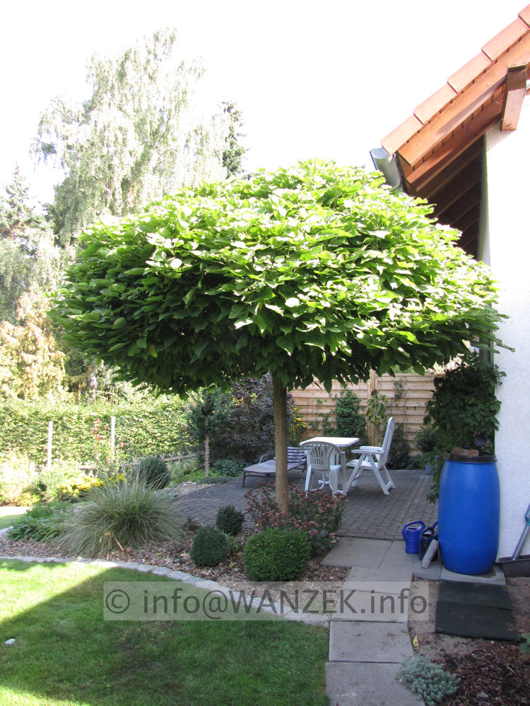 Catalpa bignonioides Nana 02.JPG